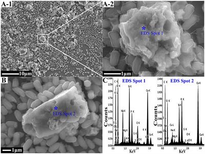 Adsorption and Desorption Characteristics of Cd2+ and Pb2+ by Micro and Nano-sized Biogenic CaCO3